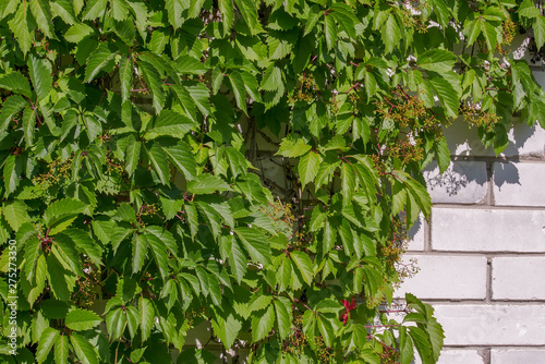 Принти на полотні Thickets of wild grapes on a white brick wall