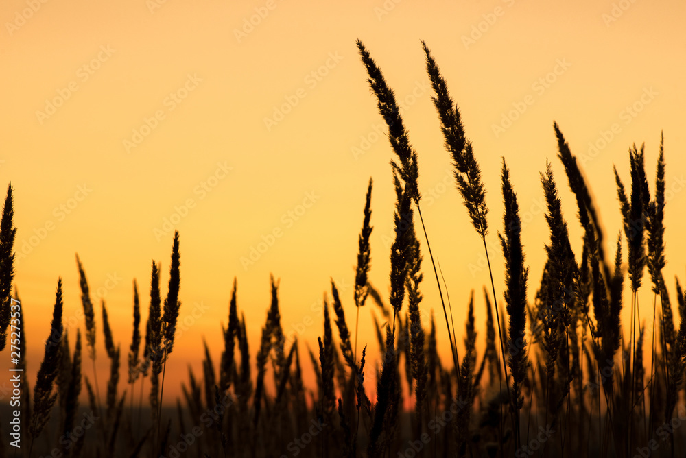 Sunset and the beautiful silhouette of high grass tilt Sunset and the beautiful silhouette of high grass tilt