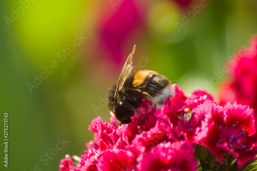 Shaggy black and orange bumblebee (Bombus) collects nectar on flowers of Turkish carnation. Wildlife insects © Elena Abduramanova