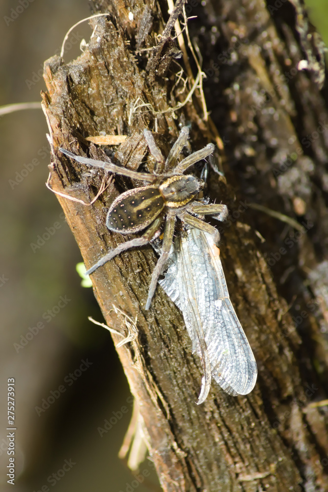 Dolomedes spider eats a dragonfly sitting on a board. Insect wildlife Dolomedes spider eats a dragonfly sitting on a board. Insect wildlife