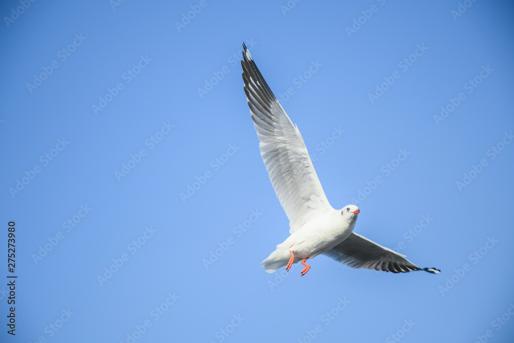 Obraz premium Seagulls are flying in the sky in the sea and looking for food,flying action bird.