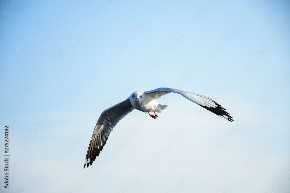 Obraz premium Seagulls are flying in the sky in the sea and looking for food,flying action bird.