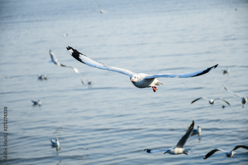 Seagulls are flying in the sky in the sea and looking for food,flying action bird. Seagulls are flying in the sky in the sea and looking for food,flying action bird.