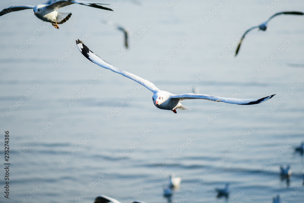 Seagulls are flying in the sky in the sea and looking for food,flying action bird. Seagulls are flying in the sky in the sea and looking for food,flying action bird.