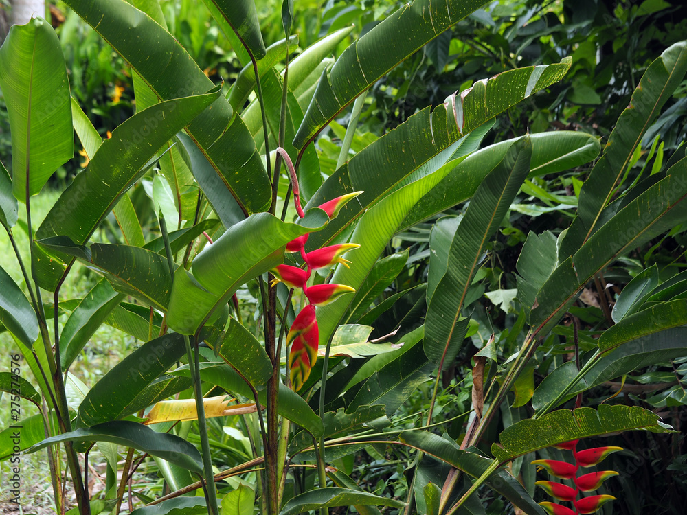 Wild red and yellow Palulu plants Heliconia flowers in tropical Suriname South-America
