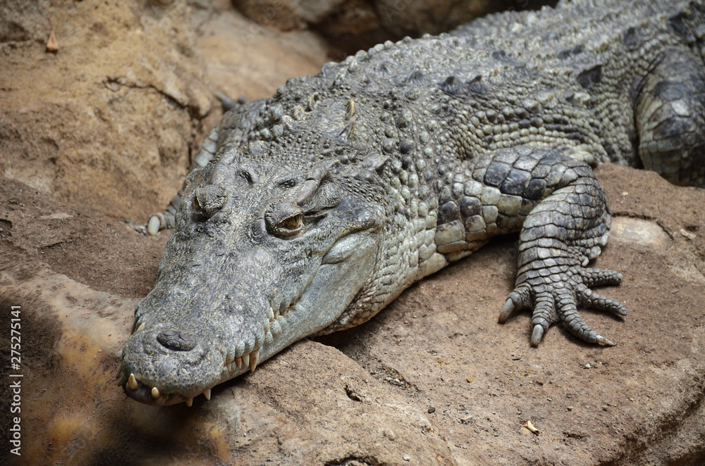 Big Crocodile Resting After Eating Big Crocodile Resting After Eating