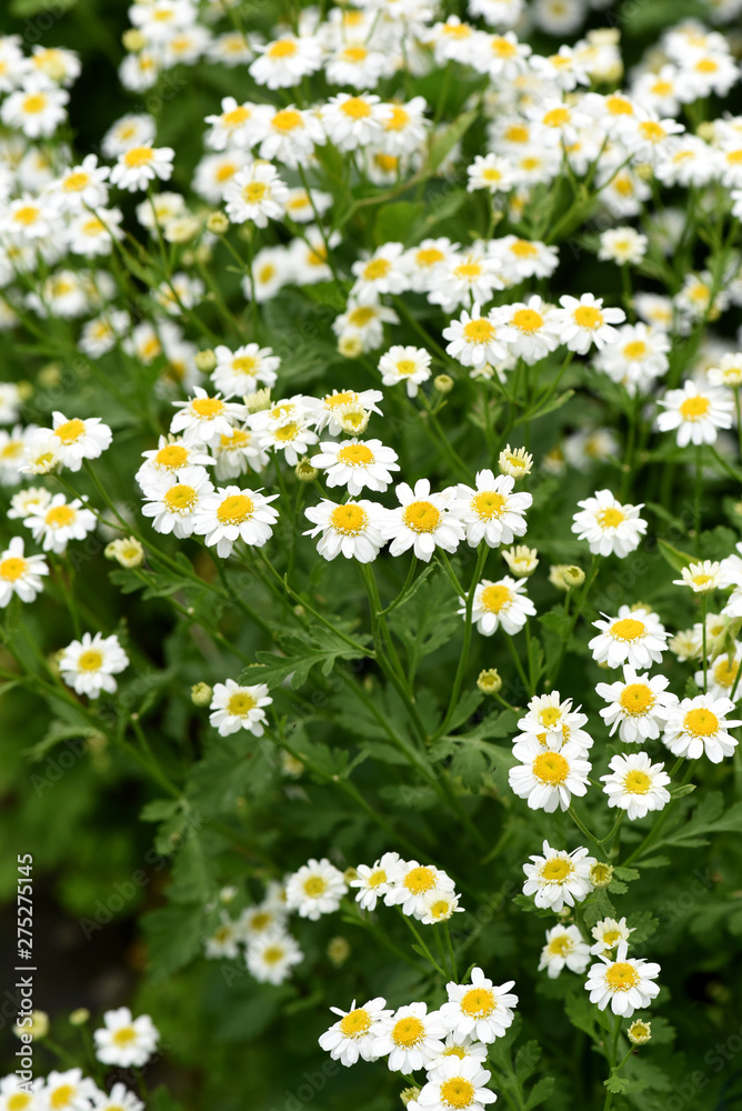 Fototapeta premium Mutterkraut, Tanacetum parthenium