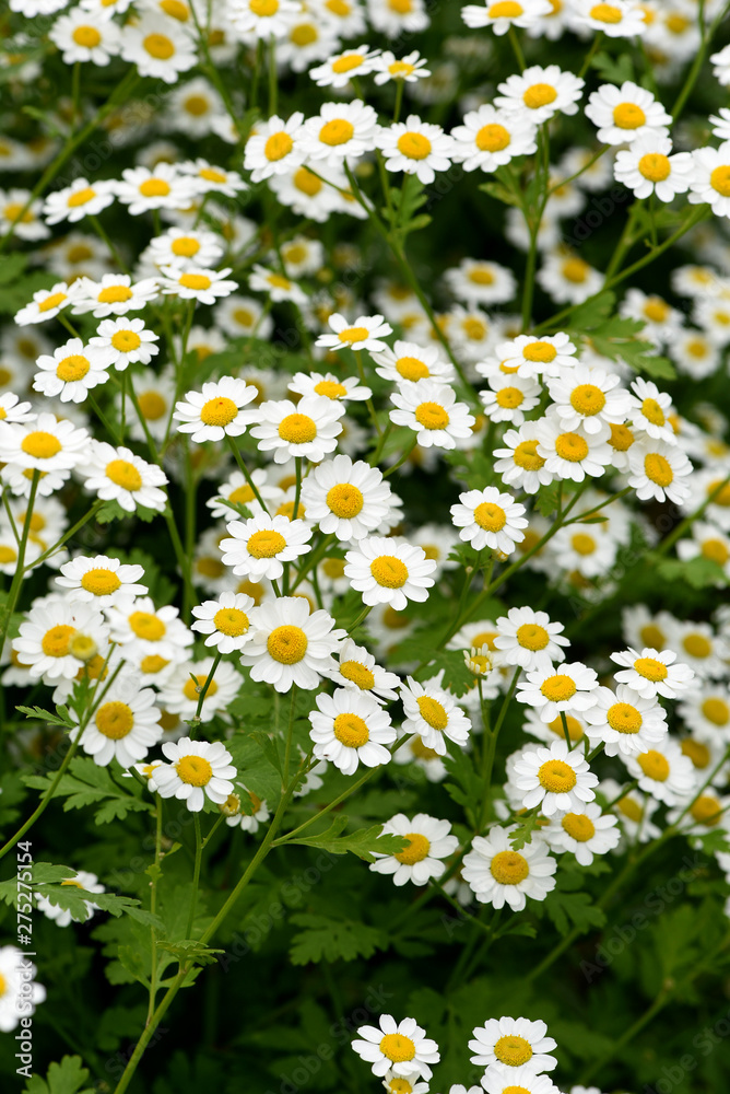 Fototapeta premium Mutterkraut, Tanacetum parthenium