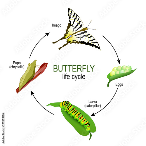 butterfly life cycle from eggs and Larva (caterpillar) to Pupa (chrysalis) and Imago