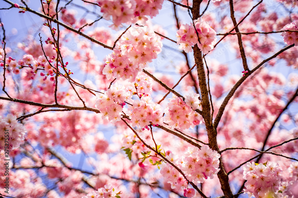 Sakura Flowers Background with Blue Sky Sakura Flowers Background with Blue Sky