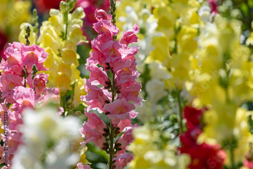 Colorful flower of Snapdragon, Antirrhinum majus, Closeup