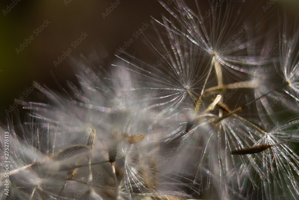 macro photo of a dandelion with the petals