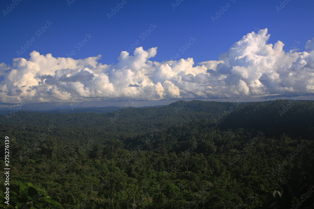 Tropical rainforest as far as the eye reached with a clouded sky