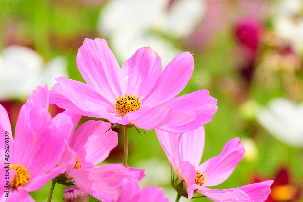 Closeup and Selective Focus Pink Cosmos Flower to see the beautiful colors for wallpapers and backgrounds. Closeup and Selective Focus Pink Cosmos Flower to see the beautiful colors for wallpapers and backgrounds.