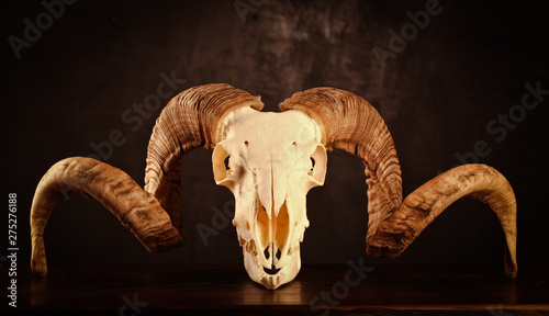 Old lamb skull with big curved horns on the wooden table with dark background