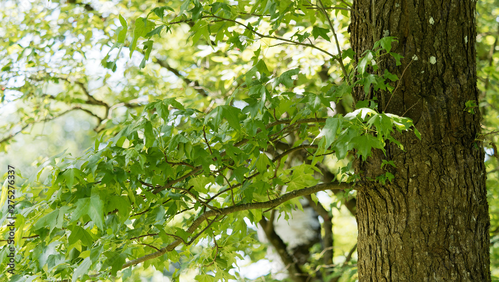 Fototapeta premium Liquidambar styraciflua or American sweetgum, remarkable tree, common hardwoods with summer foliage