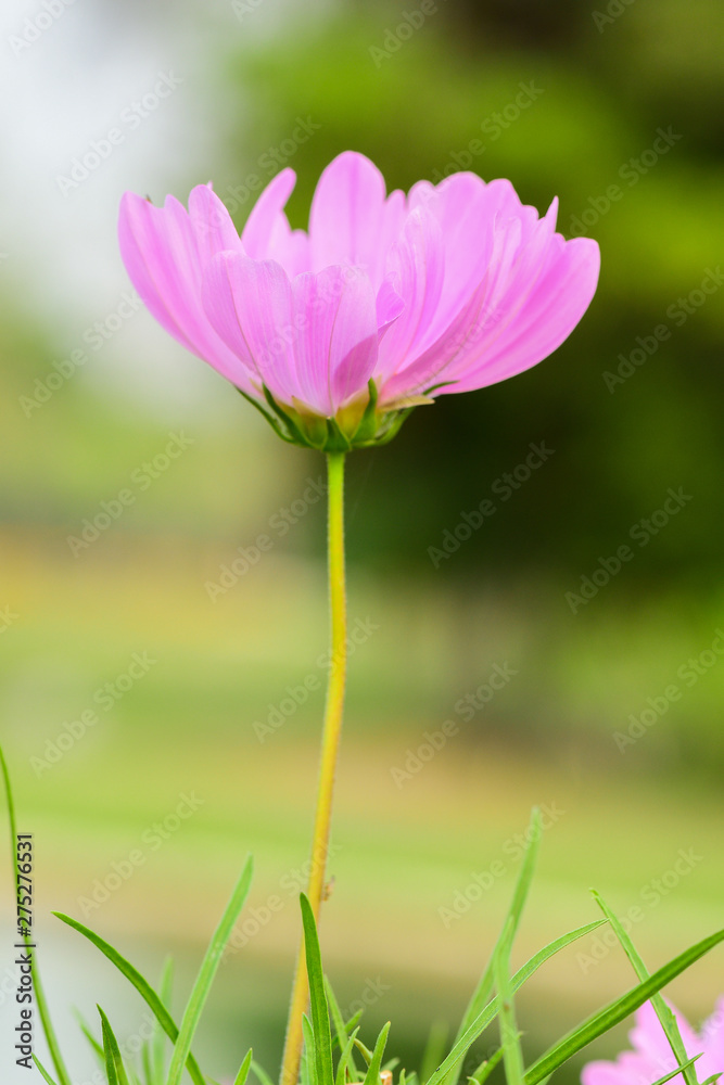 Closeup and Selective Focus Pink Cosmos Flower to see the beautiful colors for wallpapers and backgrounds. Closeup and Selective Focus Pink Cosmos Flower to see the beautiful colors for wallpapers and backgrounds.