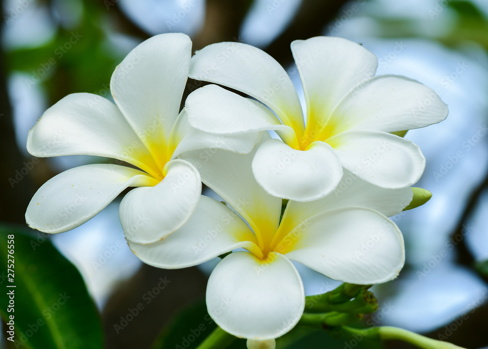 Closeup and Selective Focus White,yellow Plumeria Flower on the tree.