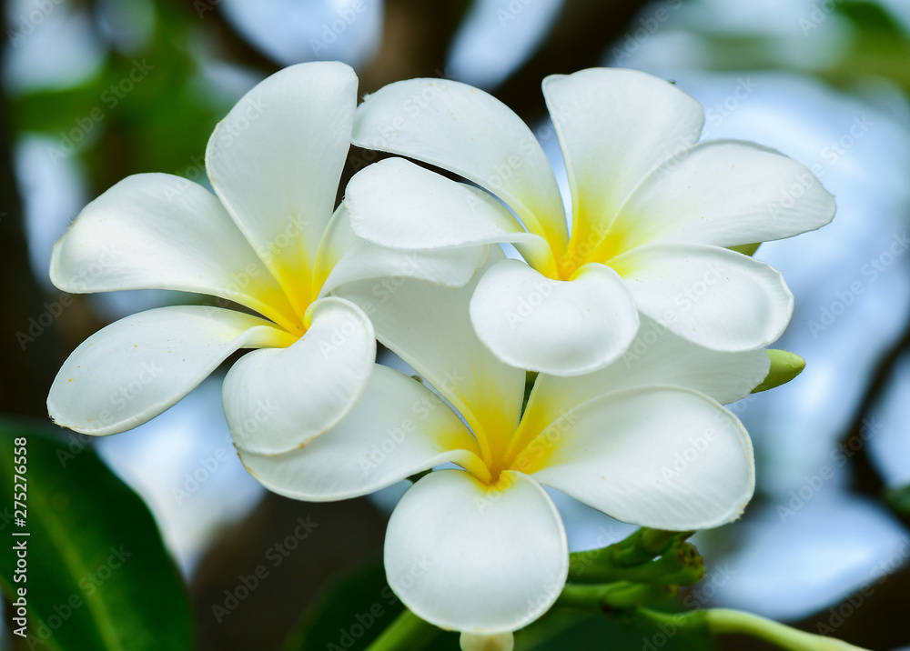 Fototapeta premium Closeup and Selective Focus White,yellow Plumeria Flower on the tree.