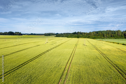 Wheat fields in countryside of Latvia.