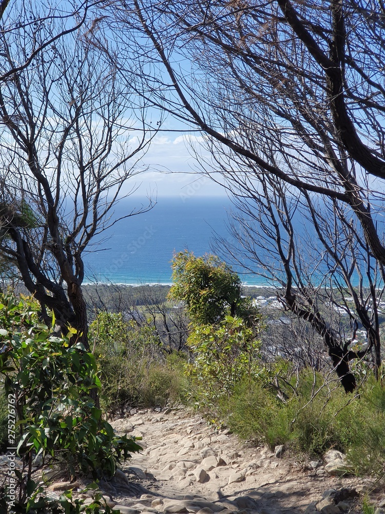 Mount Coolum- the Sunshine Coast between the branches atop the mountain 