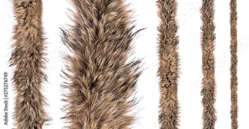 Set of fur fox on an isolated white background. Different sizes of fur belts for sewing.