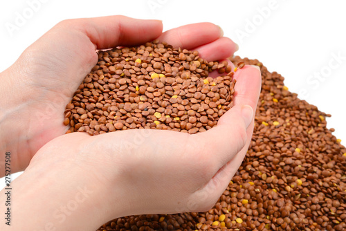 Lentils on a white background in woman hands.