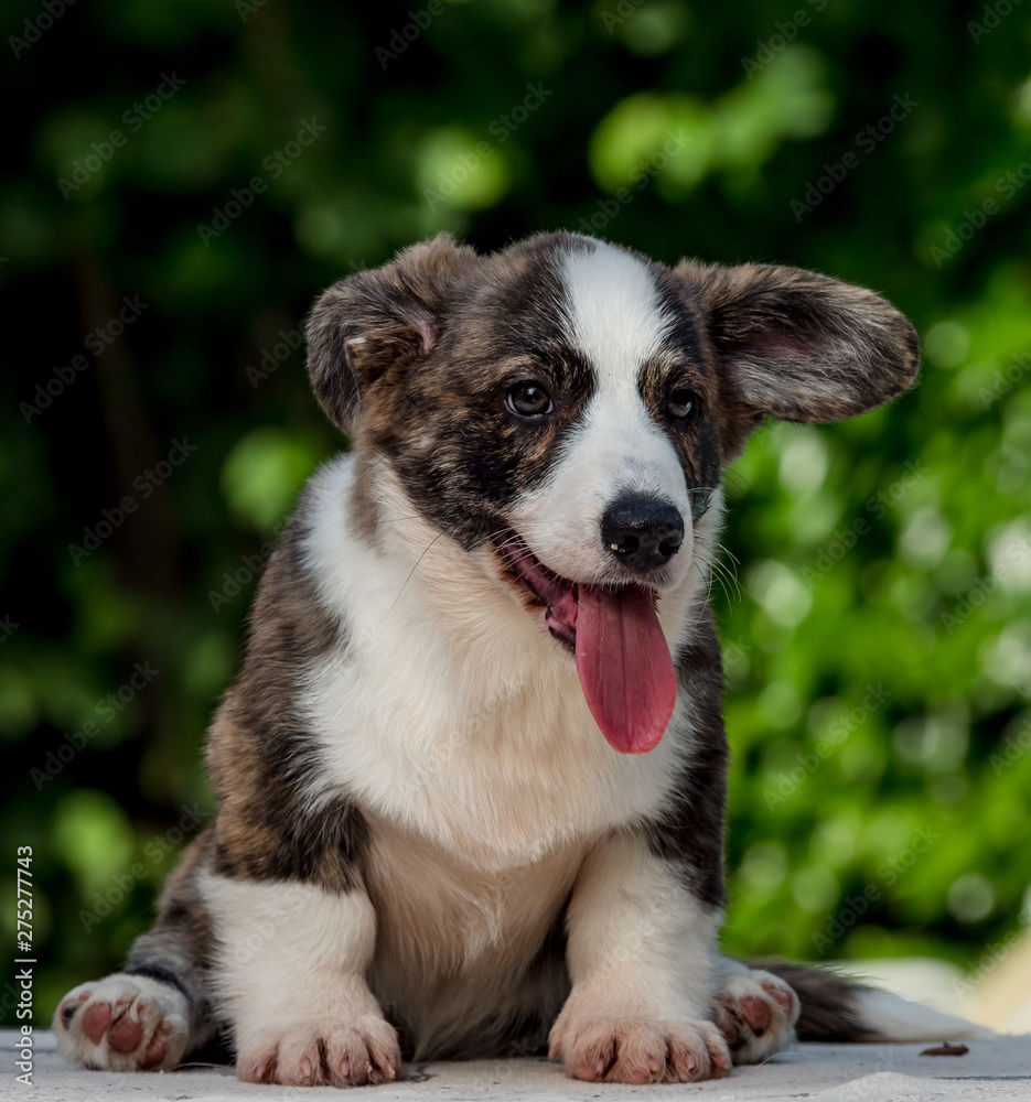 Beautiful brown young corgi dog playing in the green grass Beautiful brown young corgi dog playing in the green grass