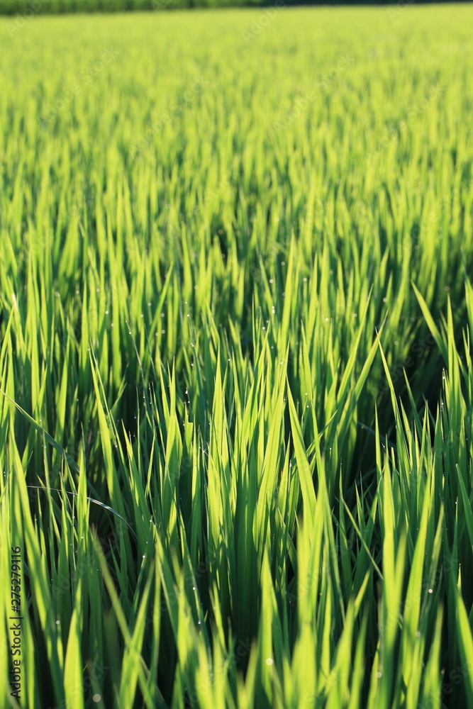 Obraz premium 早朝の稲と水滴