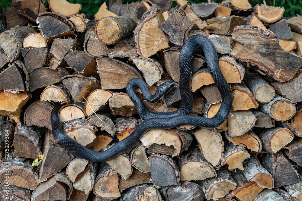 A beautiful black rat snake curled up on a pile of split logs A beautiful black rat snake curled up on a pile of split logs