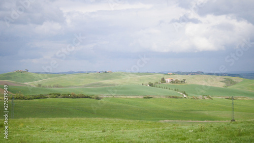 A fresh green field in Toskana, Italy