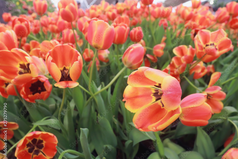 Fototapeta premium Tulips bloom in the garden