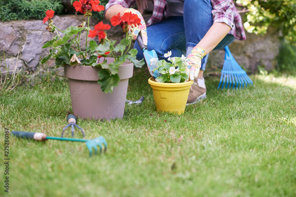 Caucasian female gardener in working clothes and with gardening gloves  planting begonia while crouching. Backyard exterior. Stock Photo | Adobe  Stock