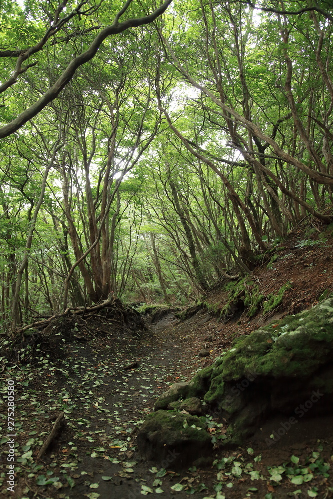 落ち葉で彩る山道