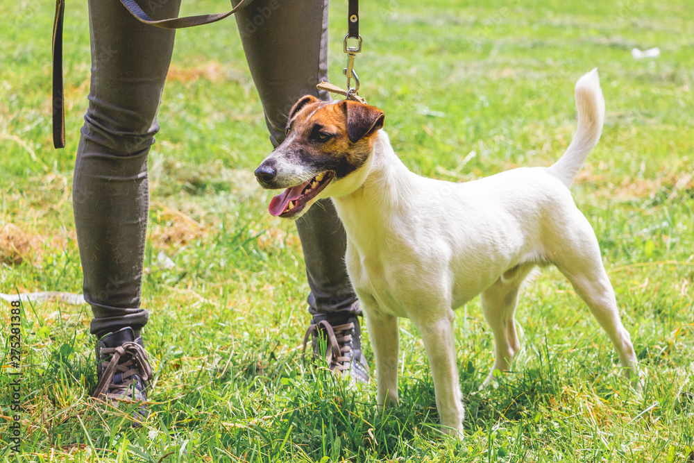 Woman with a fox terrier on the leash during a walk in the nature_ Woman with a fox terrier on the leash during a walk in the nature_