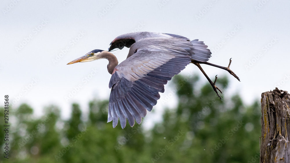 Fototapeta premium Great Blue Heron in flight