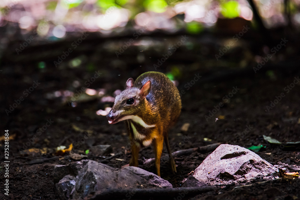 The mouse deer or Chevrotain is smallest deer