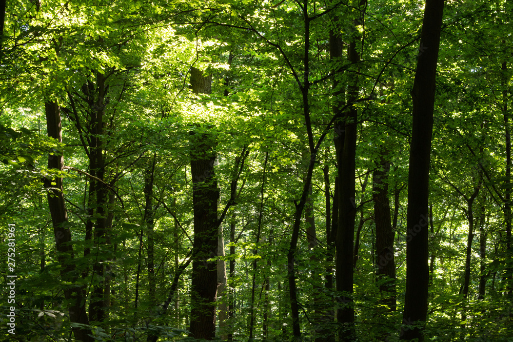Trees in the forest, sun rays make their way through the foliage Trees in the forest, sun rays make their way through the foliage