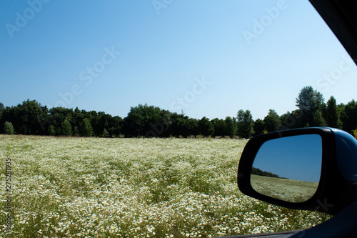 Field of field daisies on the background of trees and the reflection of the field in the car mirror