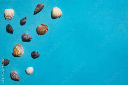 composition of seashells on a blue background