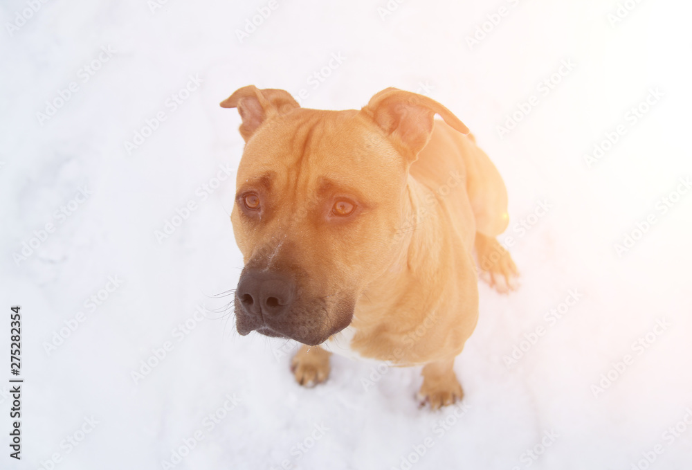 run on snow. swimming in snow drifts. staff. Stafford. bright dog color, red dog. yellow dog. dog in the snow on a Sunny winter day run on snow. swimming in snow drifts. staff. Stafford. bright dog color, red dog. yellow dog. dog in the snow on a Sunny winter day