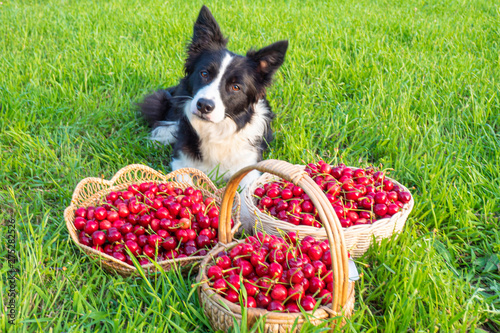 perro border collie vigilando cestas de cerezas sobre hierba verde
