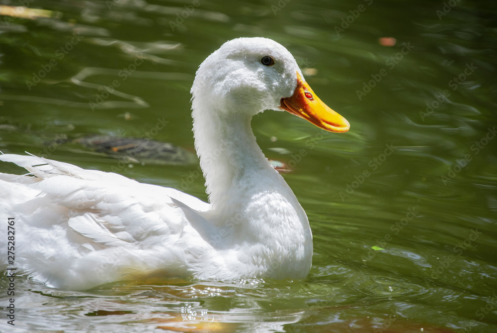 Pato blanco nadando en agua verde