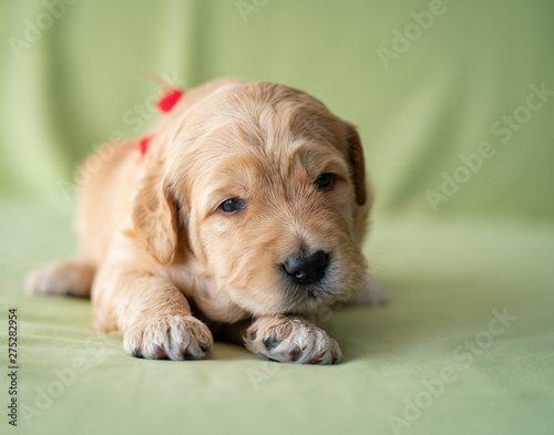 Fényképezés Adorable newborn golden doodle puppy laying on a lime green background