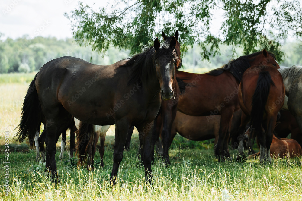 Fototapeta premium Horse relaxing in shade from hot sun and breeze
