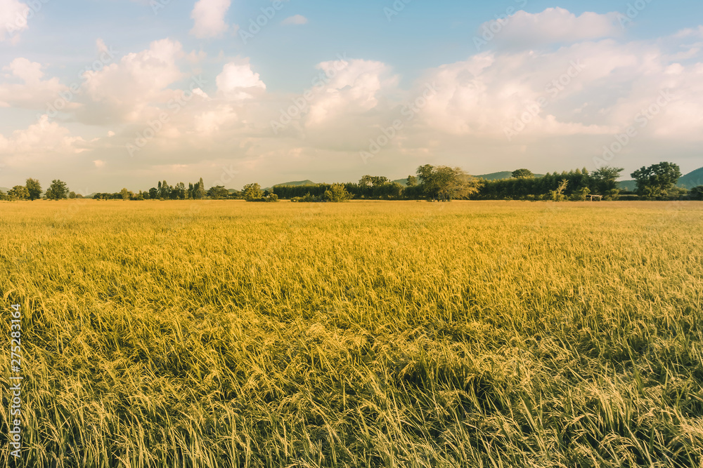 Rice fields in the evening before sunset Rice fields in the evening before sunset