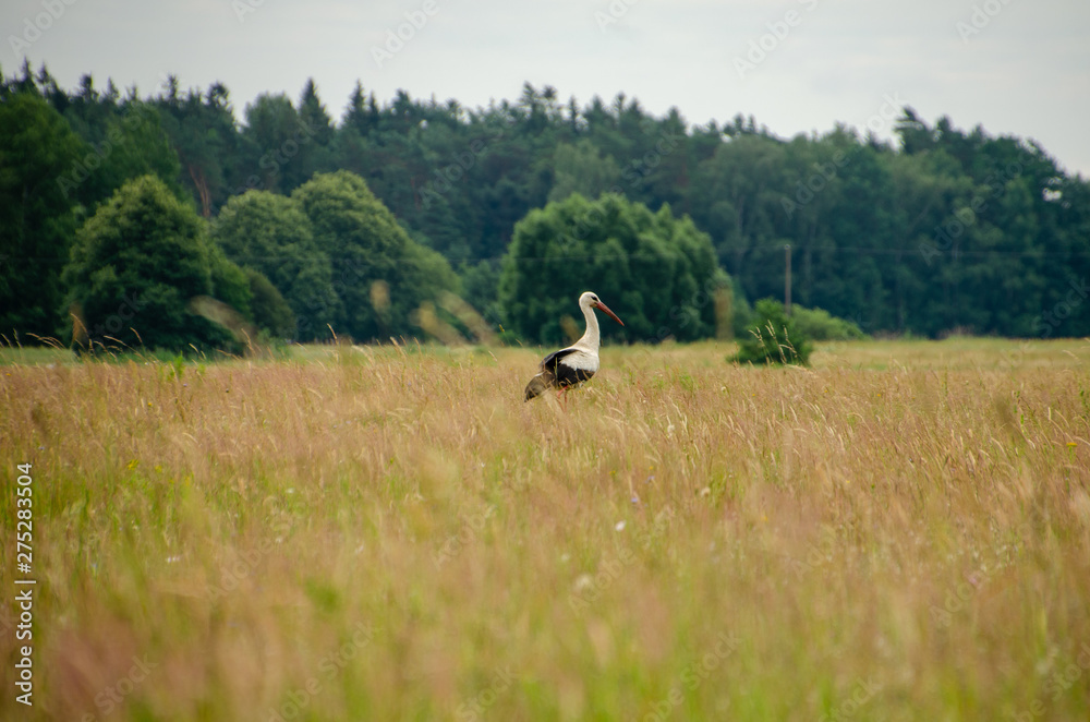 stork in field
