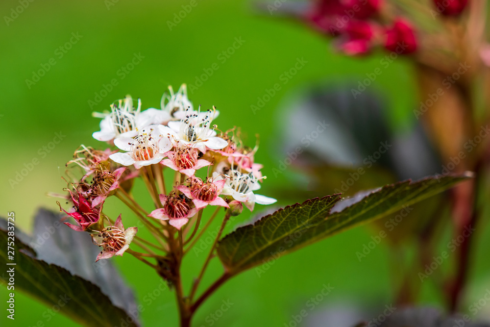 Pink and White Spirea Flower Detail