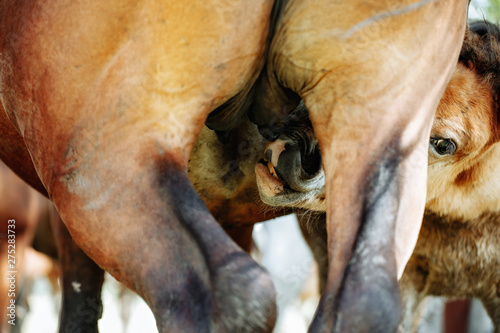 Mare feeding a young foal. Foal drinking milk from her mom
