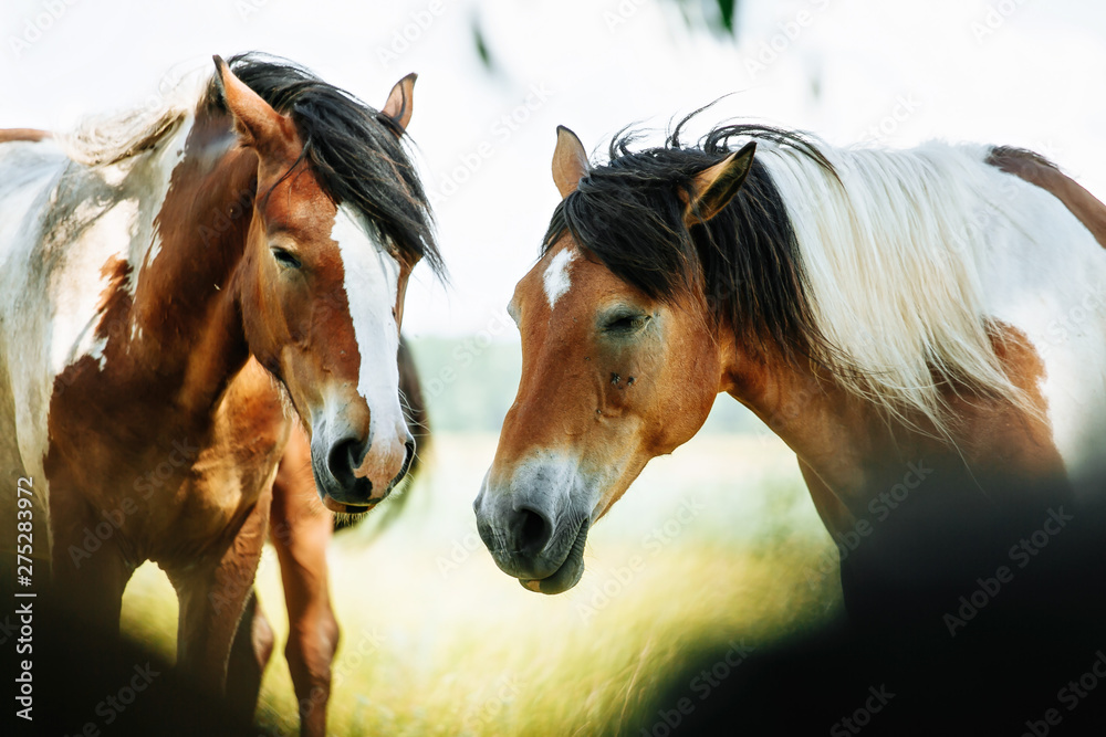 Obraz premium Two brown and white Pinto horses